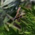 Macro