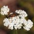 Macro